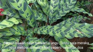 TANAMAN HIAS || AGLONEMA || TANAMAN CALATHEA LANCIFOLIA || TANAMAN RATTLESNAKE || TANAMAN ULAR DERI