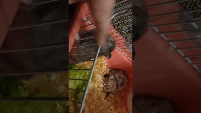 Джунгарские Хомяки дерутся??