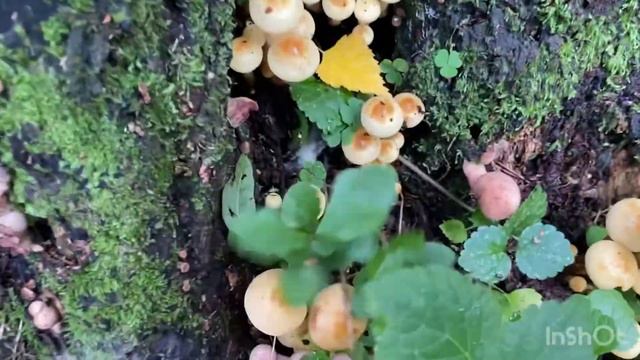 ❗️ПОЛЕЗНЫЕ ПРОГУЛКИ ПО ЛЕСУ❗️ПОХОД ЗА ГРИБАМИ как алддержать свое здоровье ОДИН ИЗ МОИХ ДНЕЙ