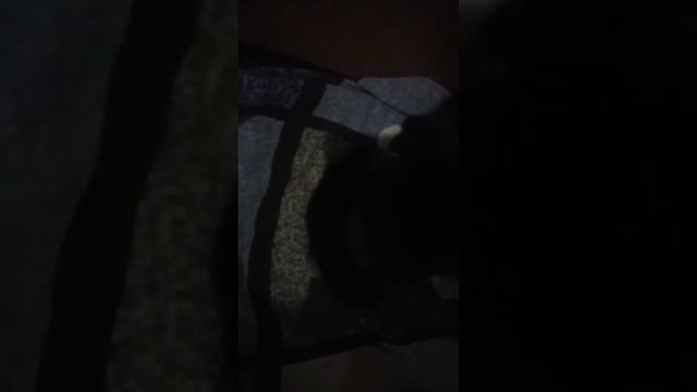 Наша кошка Богира рожает смотреть онлайн