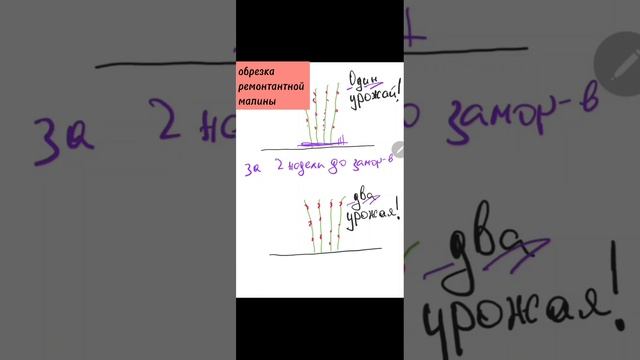 Как правильно обрезать ремонтантную малину?