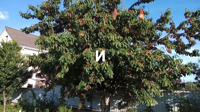 Как спасти черешню от птиц, старый забытый способ. смотреть онлайн