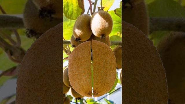 #kiwi #fruit beneficial for weight loss #viral #shortvideo #healthy   #tips #trending #fruits #shor