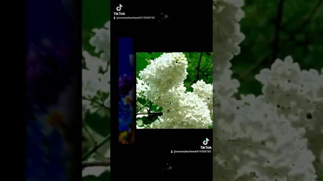 С добрым утром ПОНЕДЕЛЬНИКА!!! 😉😉😉 Хорошего дня вам, друзья и удачной недели!!! 🤗🤗🤗 смотреть онлайн