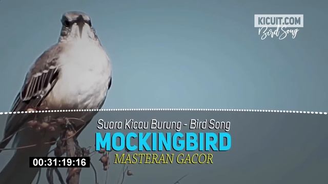 Masteran Burung Kicau Mockingbird Gacor - Mockingbird Bird Sound