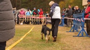 00002 Монопородная выставка ВЕО 01.10.2022 г Екатеринбург    Эксперт Лебедева М. Кобели Класс беби