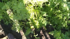 Морковь ,укрывной материал,сидераты.