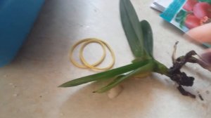 реанимация орхидей в воде с добавлением препарата HB 101