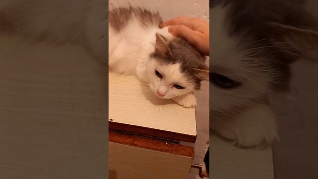 Снежа ласкается смотреть онлайн