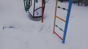 Абрикос из косточки ???