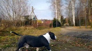 Американский булли покет Слэшер