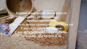 Виды хомяков