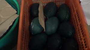 Страусиное яйцо у нас в хозяйстве. - Лпх Дом Велеса - жизнь за городом