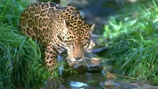 Видео про ягуара