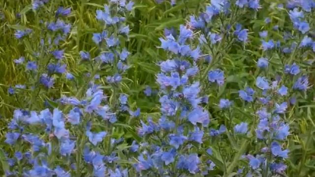 Цветёт синяк! смотреть онлайн