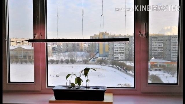 МАНГО ИЗ КОСТОЧКИ 1 ЧАСТЬ смотреть онлайн