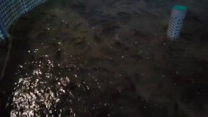 Кормление африканского клариевого сома фаршем со злаками.