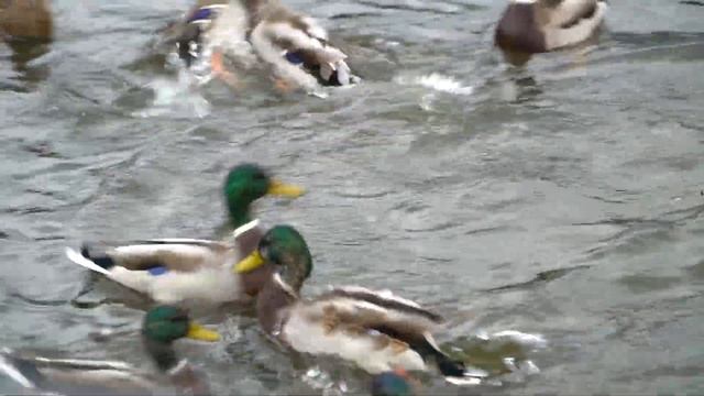 Новозыбков. Мой родной край, Ролик 9. Осень 2020 года. смотреть онлайн