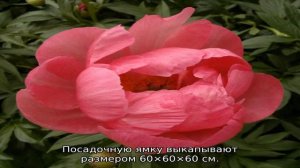 Пион молочноцветковый