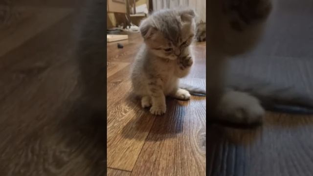 Котенок Скоттиш Фолд от рождения до двух месяцев #котята #kittens #коты #cats #скоттиш смотреть онлайн