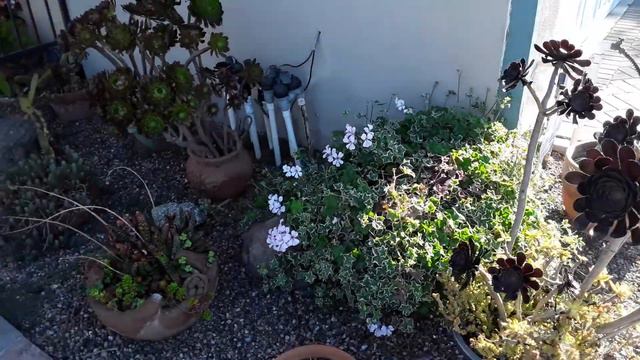 Front yard and atrium смотреть онлайн