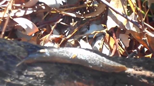 Гигантские слизни смотреть онлайн