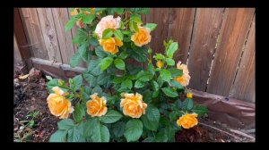 Golden Opportunity Rose Spring 2023