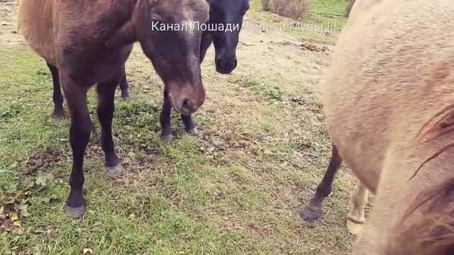 ЛОШАДИ, ОСЛЫ И МУЛЫ !!! всякая всячина про животных смотреть онлайн