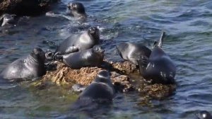 Байкальские нерпы