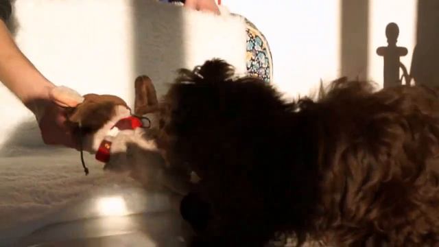 Щенок русской цветной болонки. смотреть онлайн