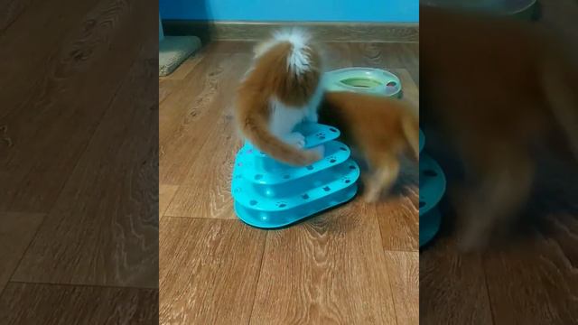 Энерджайзеры 😂. Котята Мейн Кун. Kittens Maine Coon