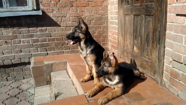 Немецкая овчарка питомник Альтес Ледибор смотреть онлайн