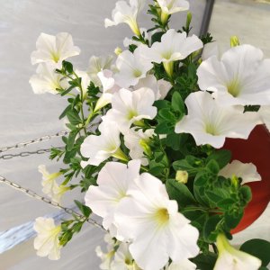 ЧТОБЫ ПЕТУНИЯ БЫЛА ПЫШНОЙ