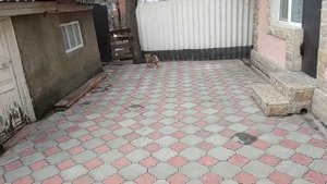 Собаки играют / смешные собаки / собаки знакомятся