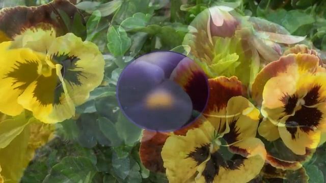 Слайд шоу цветы | Анютины глазки | Виола смотреть онлайн