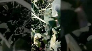 Горох Сами с усами, плодоношение