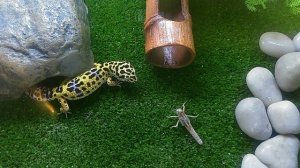 Леопардовый геккон (Эублефар) ест саранчу / Leopard gecko vs Locusta migratoria
