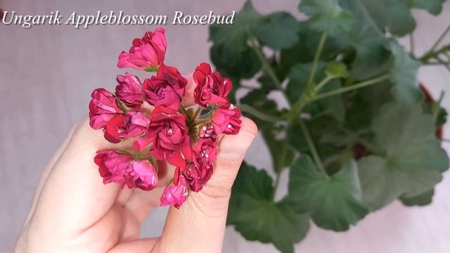 Ungarik Appleblossom Rosebud, шикарный малиновый розебуд смотреть онлайн