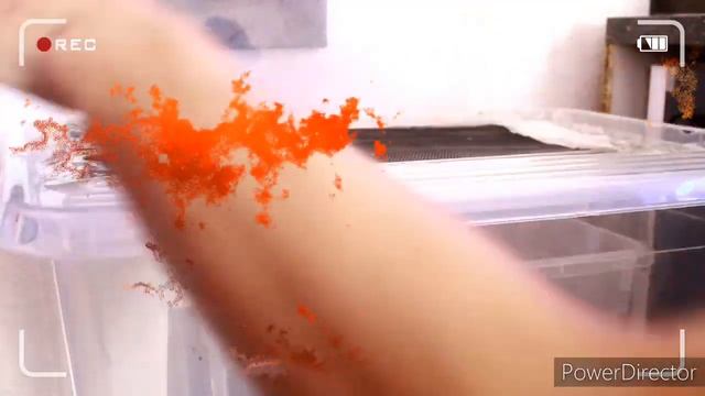 Phoneutria fera-(Brasilianische Bananenspinne // Action Purer Killer instinct смотреть онлайн