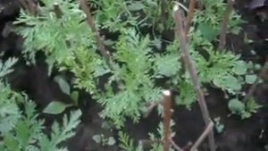 полынь лимонная-цитронель