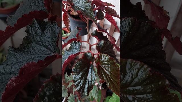 Begonia Black Magic! ???