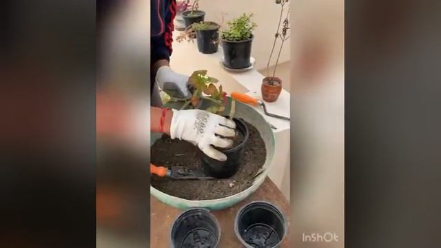 जिरेनियम को कटिंग से कैसे लगाएं《How to grow geranium from cutting》 смотреть онлайн