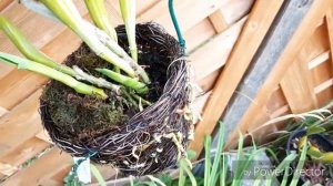 Орхидеи. Каттлея как нарастить корни. Корни ЛЖЕ#ПАПОРОТНИКА в описании под видео.