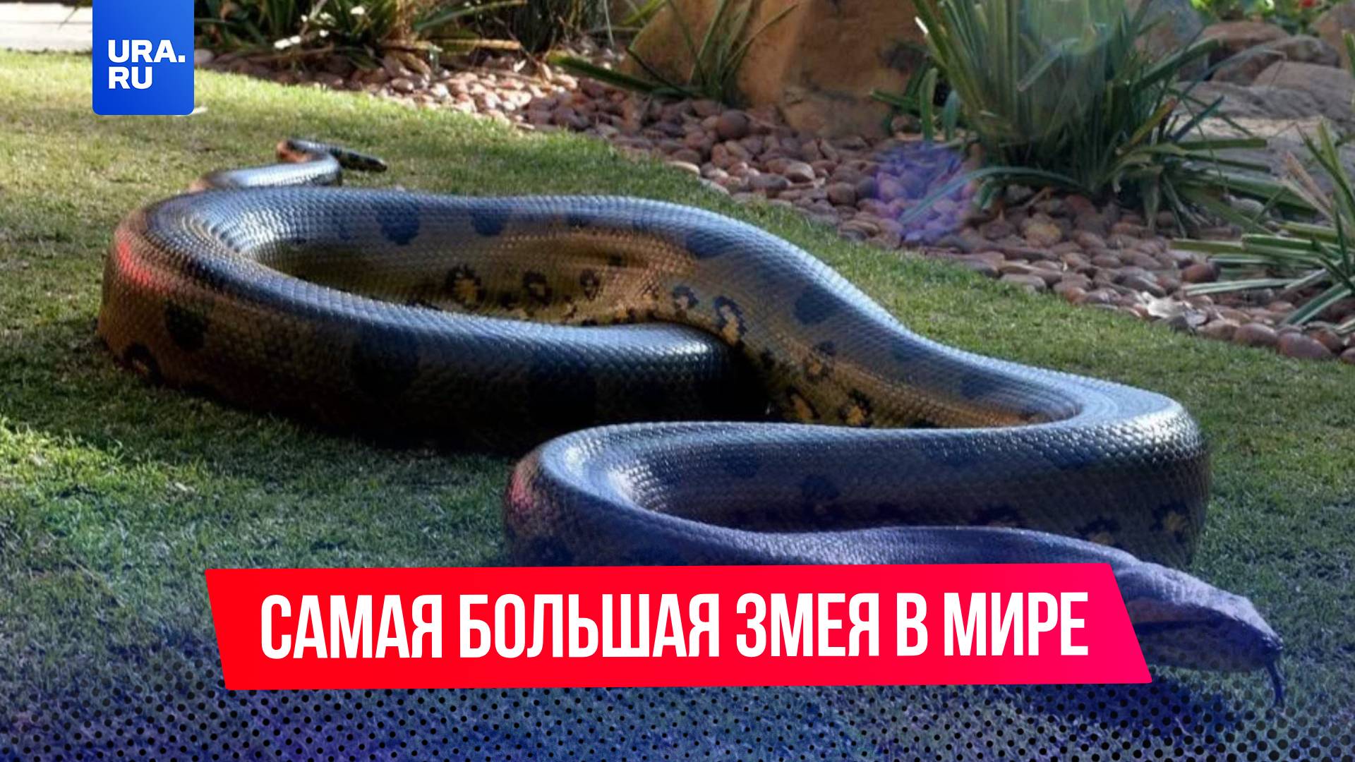В джунглях Амазонки нашли самую большую в мире змею
