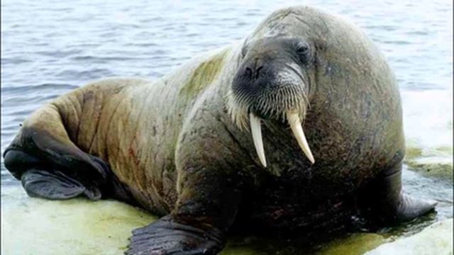 Животные красной книги 2 выпуск Дикие животные смотреть онлайн