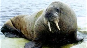 Животные красной книги  2 выпуск   Дикие животные