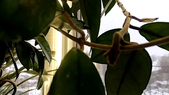 Смотрим растения на лоджии) 2022 смотреть онлайн