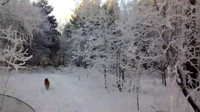 Красивая природа зимой.Поездка на снегоходе в лес смотреть онлайн