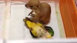 Как кот и попугай подружились! Друзья Навсегда!