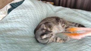 lv_0_20240225112933.mp4